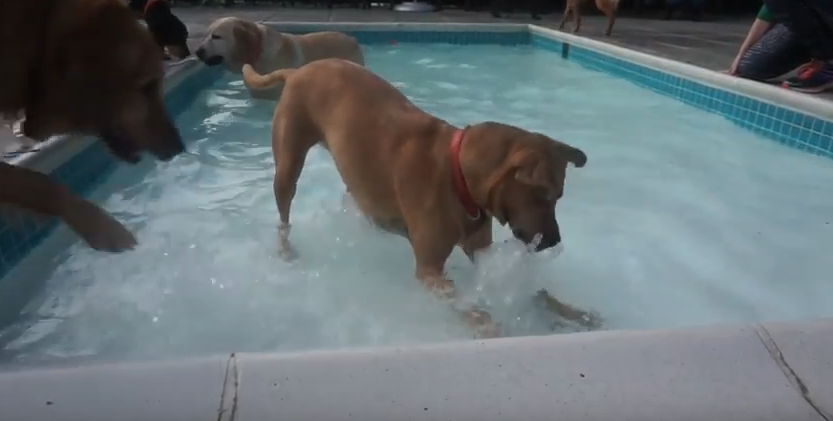 Doggy Dip Day in D.C.