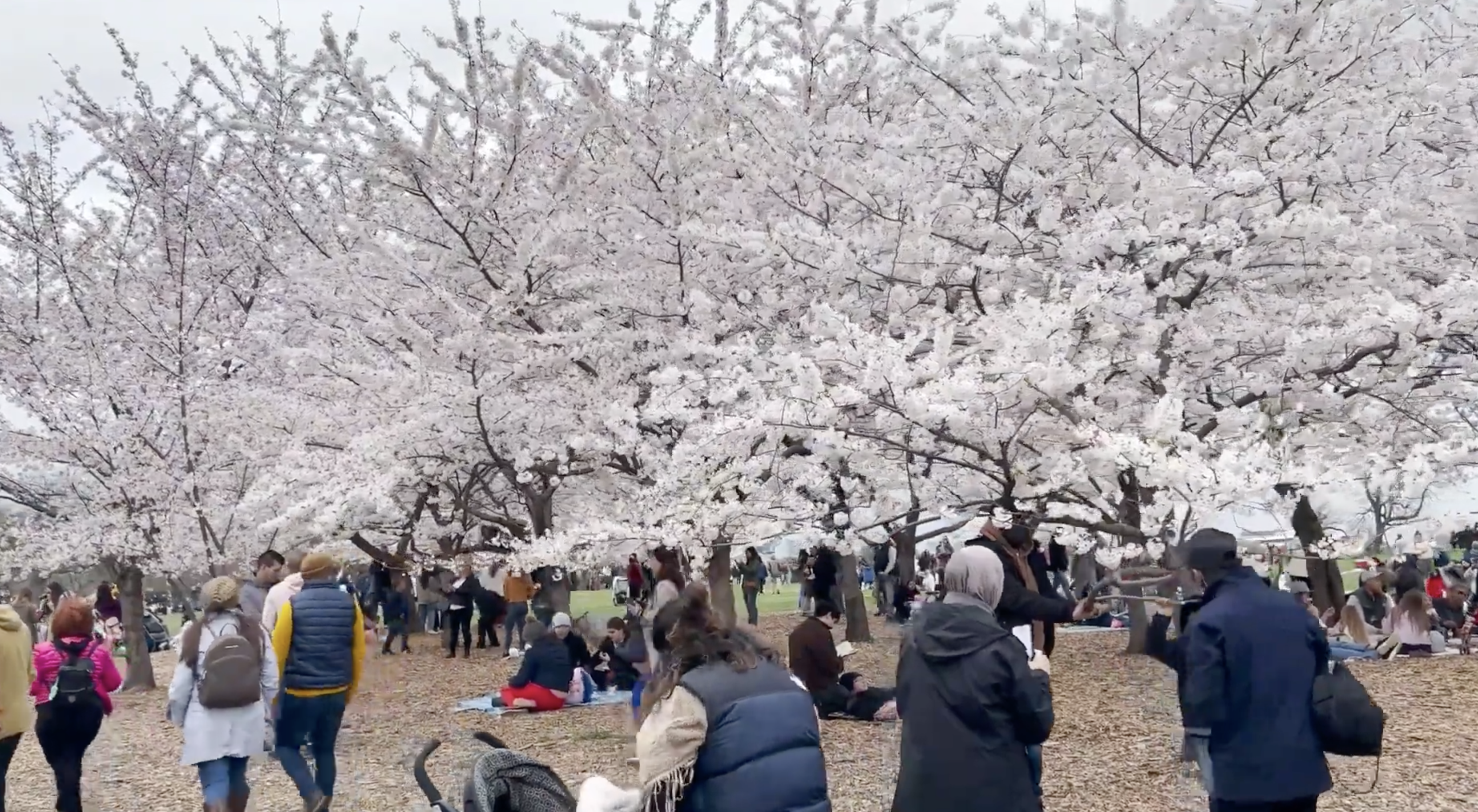 D.C. Cherry Blossom Festival Returns After Pandemic Hiatus